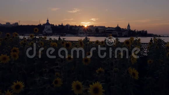 市中心河岸上的向日葵和五颜六色的日落视频的预览图