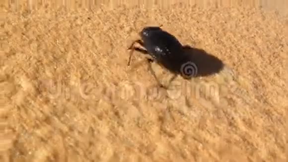 沙丘上的甲虫视频的预览图
