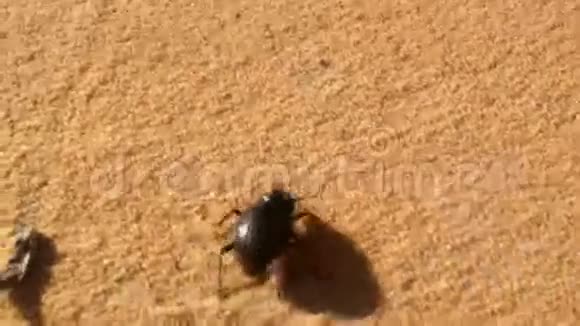 沙丘上的甲虫视频的预览图