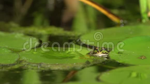 池塘里的绿色小青蛙视频的预览图