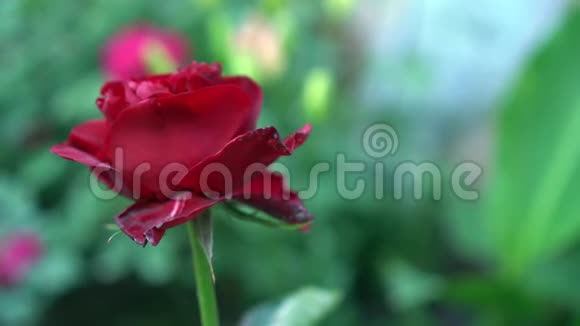 玫瑰园里美丽的开花玫瑰花绿色模糊的自然背景和文字的地方夏季视频的预览图