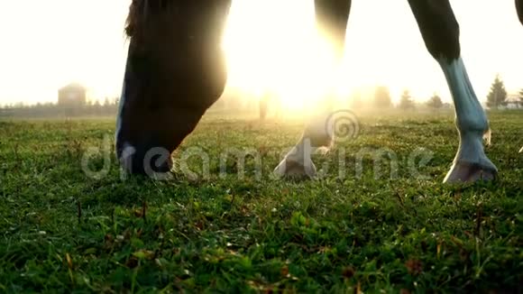 棕马在背景太阳光下吃草合上马头视频的预览图