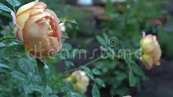 在英国花园的灌木丛中合上美丽的粉红色和米色玫瑰视频的预览图