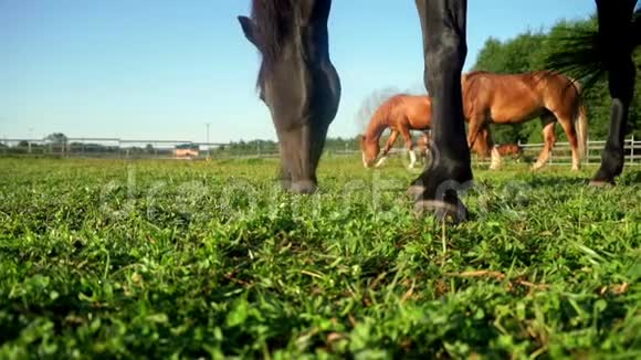 黑马吃草在农村田野特写草地上放牧的马群视频的预览图