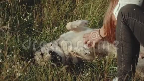 美丽快乐的年轻女子抚摸着她爱的狗在田野夏天的时候女人和她的混血狗散步视频的预览图