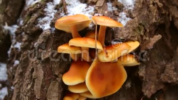 树皮上的橙色蘑菇视频的预览图