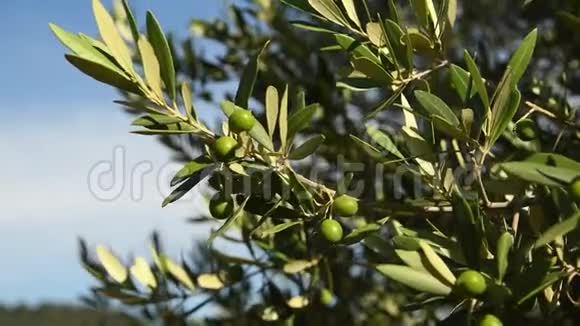 夏季绿橄榄树上靠近托斯卡纳佛罗伦萨的钱安蒂地区意大利4KUHD视频视频的预览图