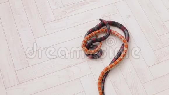 白色背景上两条蛇的特写视频的预览图