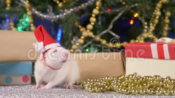 小白老鼠戴着圣诞帽背景是圣诞树和礼物2020年动物标志视频的预览图