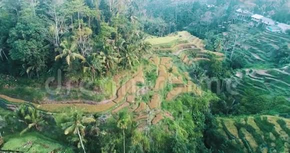 巴厘岛水稻梯田的空中景观视频的预览图