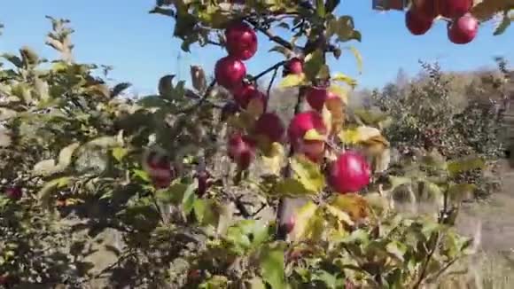 花园里的苹果视频的预览图