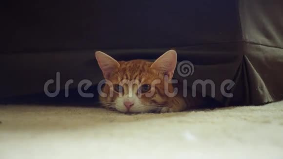 姜猫躺在沙发下面视频的预览图