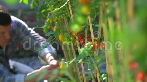 有机西红柿有机西红柿种植质量检测番茄收获视频的预览图