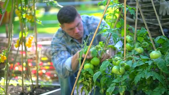 有机西红柿有机西红柿种植质量检测番茄收获视频的预览图