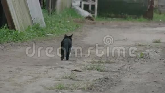 猫在户外逃跑视频的预览图