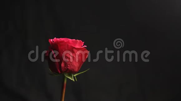 红色玫瑰花蕾在黑色模糊的背景上白烟从钩子笼罩着这朵花特写视频的预览图