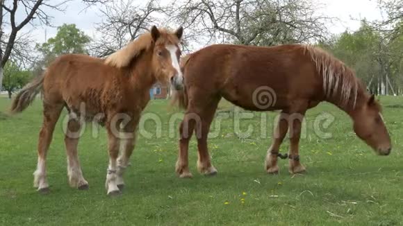 红马在春天的草地上放牧视频的预览图