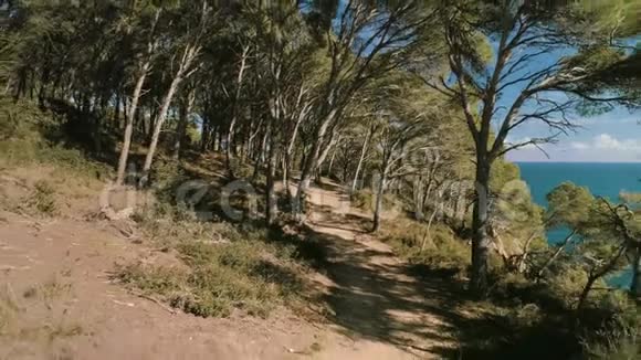 令人振奋的森林小径空中镜头视频的预览图