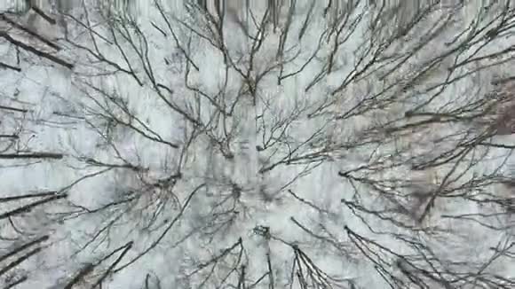 冬季寒冷天气在森林中进行跑步训练视频的预览图