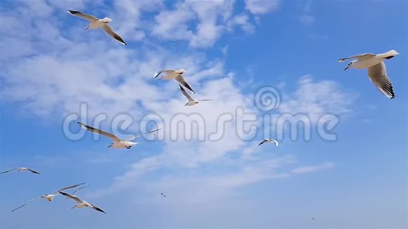 一群海鸥迎风飞翔天空在背景中视频的预览图