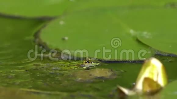 池塘里的绿色小青蛙视频的预览图