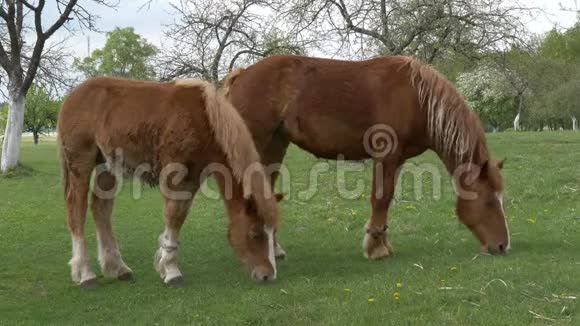 红马在春天的草地上放牧视频的预览图