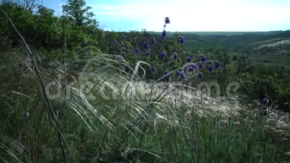 锡蒂帕莱辛亚纳针草长草在风中摇曳从草原上的景观公园的蒂利古勒河岸视频的预览图