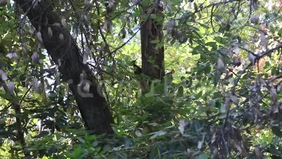 奥斯汀克里克州娱乐地区公园包括一个孤立的荒野地区啄木鸟视频的预览图
