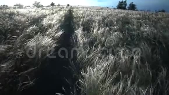 蒂帕莱辛亚娜针草长草在风中摇曳从草原上的景观公园在提利古勒河岸视频的预览图