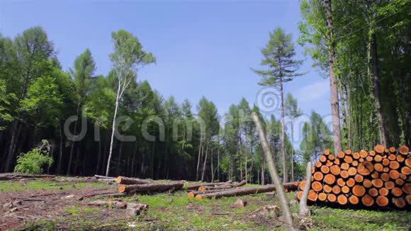 泰加森林砍伐视频的预览图