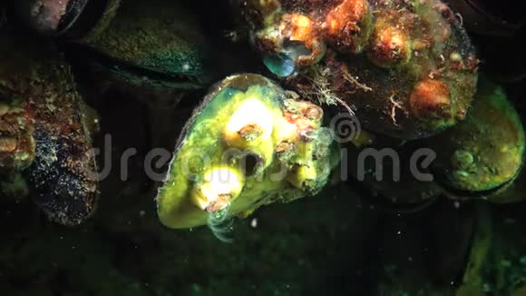小甲壳动物Balanus以浮游生物为食贻贝上一座甲壳动物的小房子上面覆盖着黄色的海绵视频的预览图