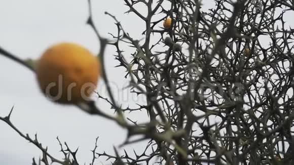 一片废弃的树林野生橘子视频的预览图