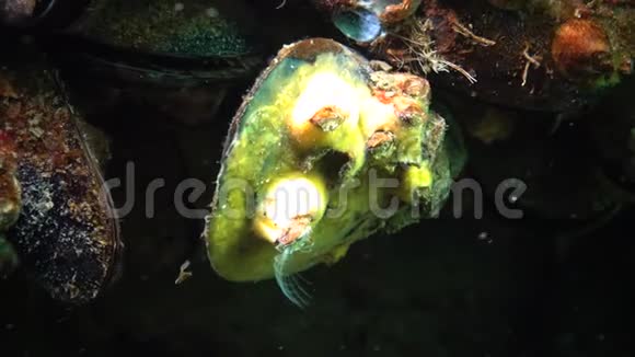 小甲壳动物Balanus以浮游生物为食贻贝上一座甲壳动物的小房子上面覆盖着黄色的海绵视频的预览图