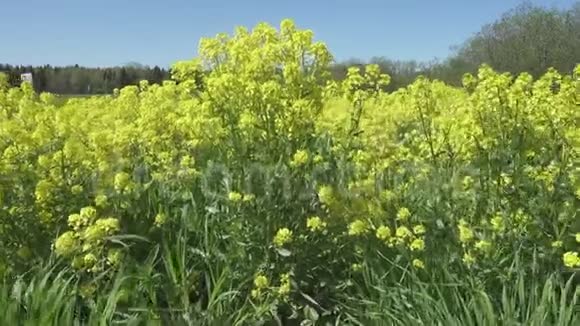 春天黄色的油菜花在蓝天上视频的预览图