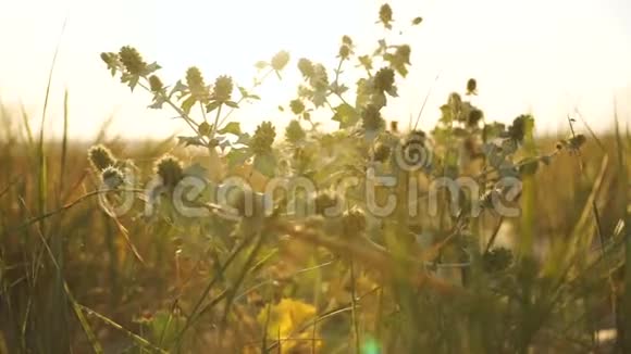 在日落或日出时有野花草和露水的明亮小路视频的预览图