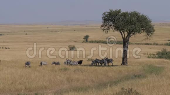 一群斑马躲在非洲大草原相思树的阴影下视频的预览图