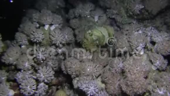 红海中戈尔贡硬珊瑚上的狮子鱼视频的预览图