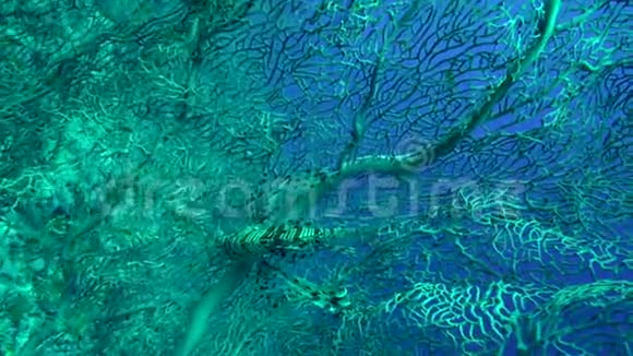 红海中戈尔贡硬珊瑚上的狮子鱼视频的预览图