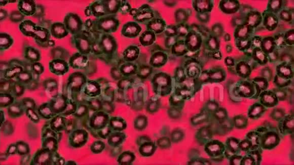 红色背景下的细胞分裂视频的预览图
