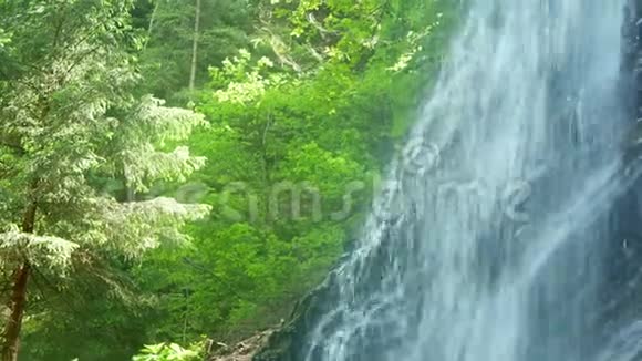 瀑布山木林视频的预览图