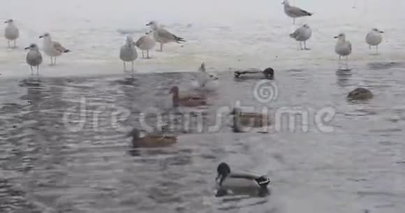冬天公园池塘里的鸟视频的预览图
