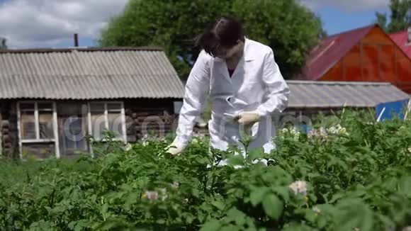 一位女实验室技术人员在一个实验地点研究土豆的生长视频的预览图
