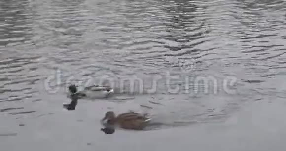 冬天公园池塘里的鸟视频的预览图