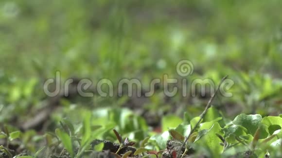 多风天气录像中的草莓灌木床视频的预览图