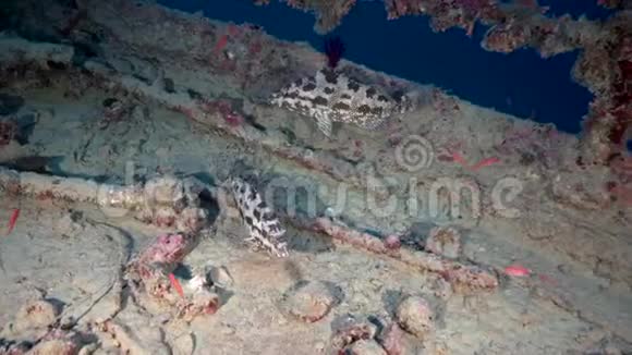 赤海沉船上的马铃薯石斑鱼视频的预览图