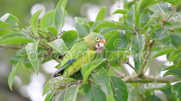 哥斯达黎加以一棵树为食的橙面鹦鹉视频的预览图