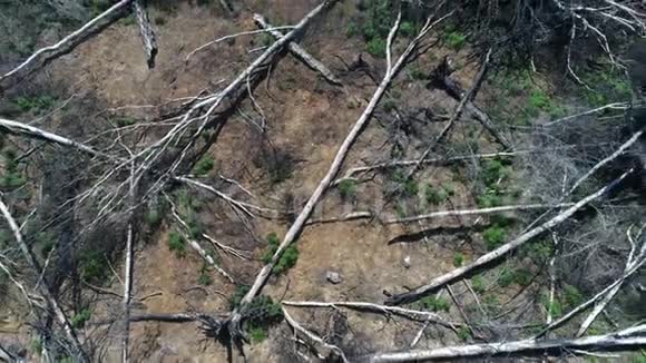 飞越被毁森林的空中景色视频的预览图