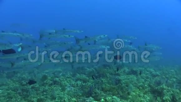 红海的梭鱼学校视频的预览图