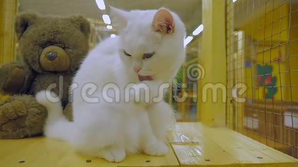 一只漂亮的纯种猫被洗了动物园视频的预览图