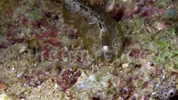 印度尼西亚伦贝海峡的海虫视频的预览图